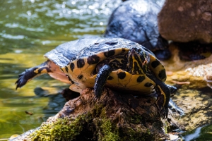 Trachemys scripta scripta